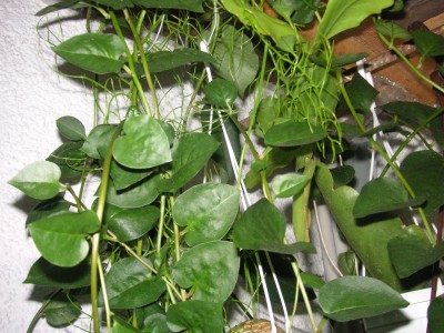 Brighamia insignis 010.JPG