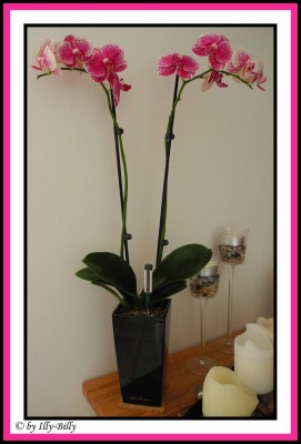 Phalaenopsis_weiß-pink_gepunktet_Kaufpflanze 2015.JPG