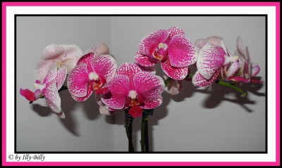 Phalaenopsis_weiß-pink_gepunktet_Kaufblüte 2015_1.JPG