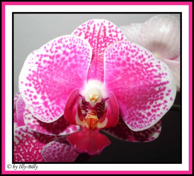 Phalaenopsis_weiß-pink_gepunktet_Kaufblüte 2015_2.JPG
