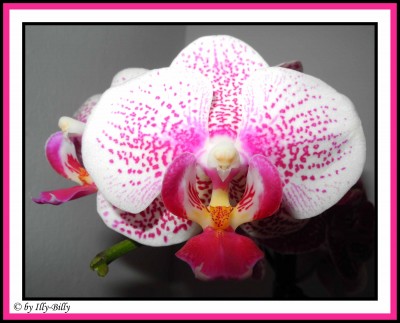 Phalaenopsis_weiß-pink_gepunktet_Kaufblüte 2015_4.JPG