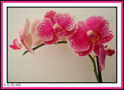 Phalaenopsis_weiß-pink_gepunktet_Kaufblüte 2015_7.JPG