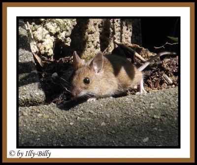 Waldmaus Phillip.JPG