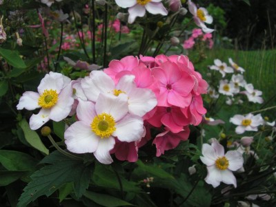 anemone.JPG