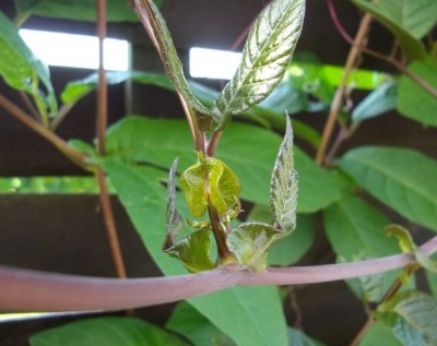 Kopie von Bild 276.jpg