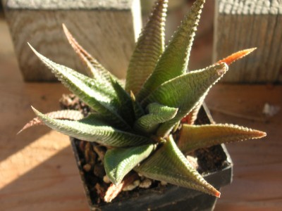 4.November07 003.JPG