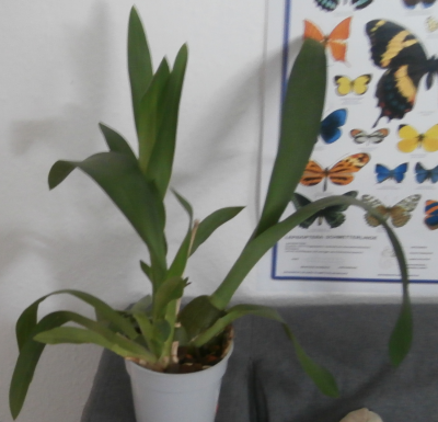 Orchidee1.png