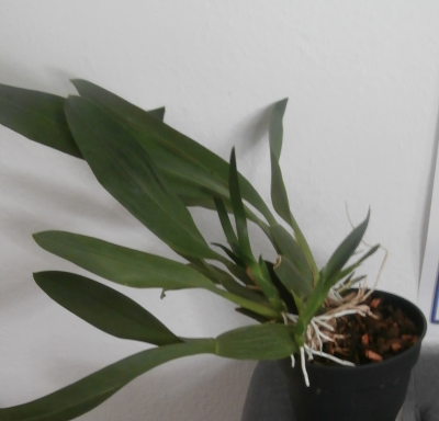 Orchidee2.png