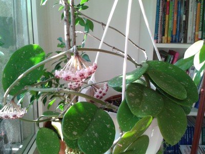 H.obovata Blüte 3.8.15(1).jpg