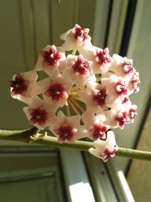 H.obovata Blüte 3.8.15(3).jpg