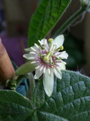 P. conzattiana groß.jpg