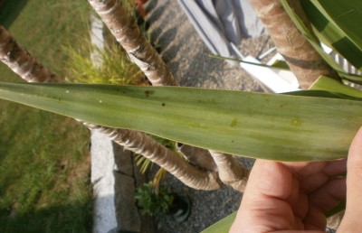 yucca1.jpg