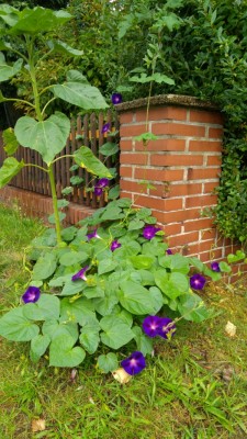 Vergessene Ipomea am 11.08.2015.jpg