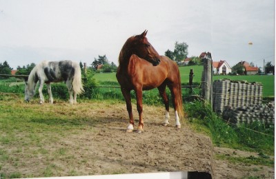 Scannen0008.jpg