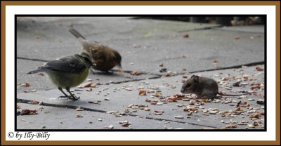 Blaumeise und Waldmaus Moritz.jpg