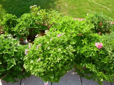 20150813 037.JPG