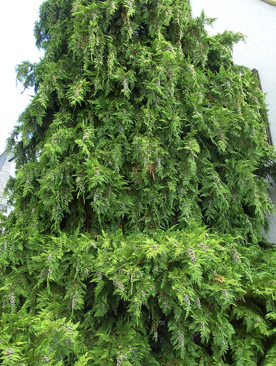 Wurzelarbeiten an groer Thuja  Pflegen & Schneiden & Veredeln  GREEN24  Pflanzen & Garten Forum