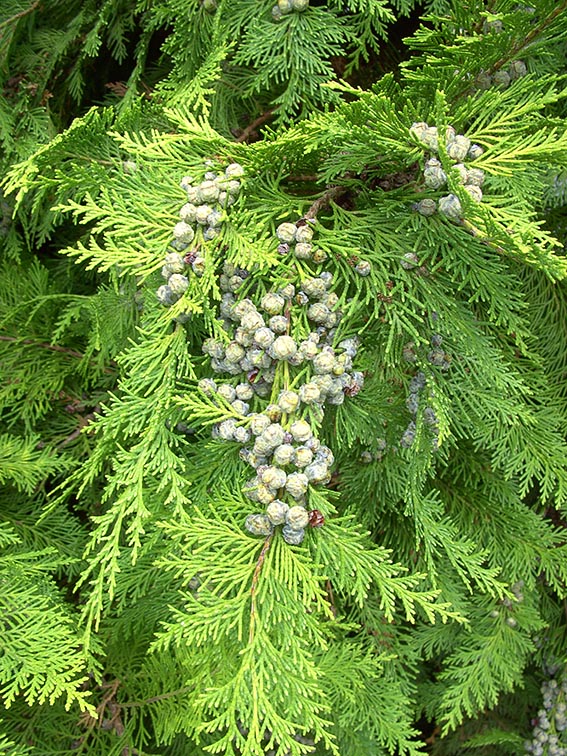 Wurzelarbeiten an groer Thuja  Pflegen & Schneiden & Veredeln  GREEN24  Pflanzen & Garten Forum