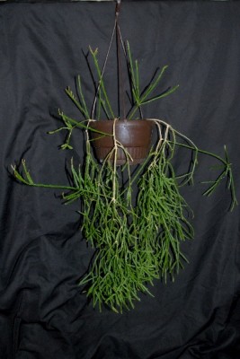 Rhipsalis15 011pp.jpg