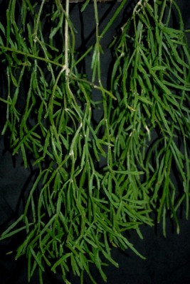 Rhipsalis15 012pp.jpg