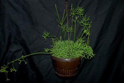 Rhipsalis15 013pp.jpg