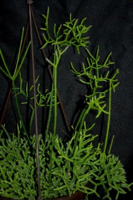 Rhipsalis15 014pp.jpg