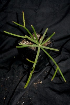 Rhipsalis15 015pp.jpg