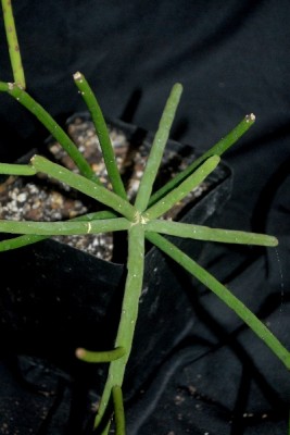 Rhipsalis15 016pp.jpg