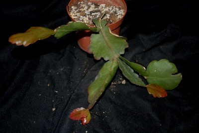 Rhipsalis15 017pp.jpg