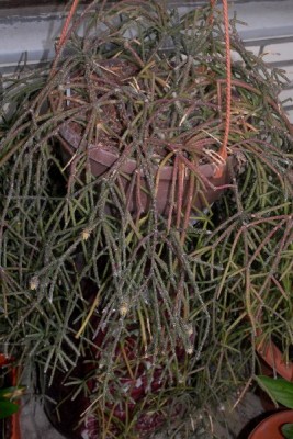 Rhipsalis15 019pp.jpg