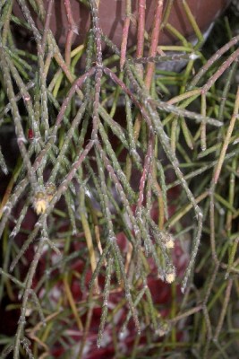 Rhipsalis15 020pp.jpg