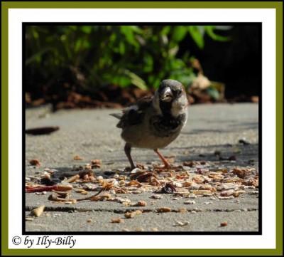 Haussperling Männchen.jpg