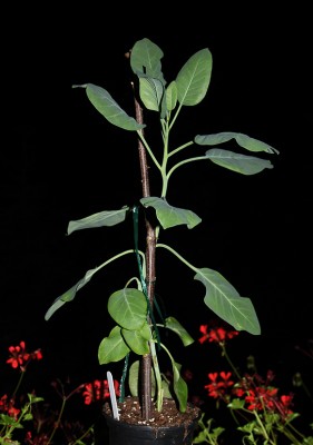 IMG_8089k.jpg