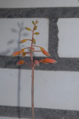 Aloe15 035pp.jpg