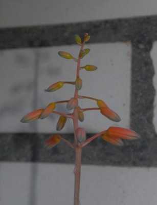 Aloe15 036pp.jpg