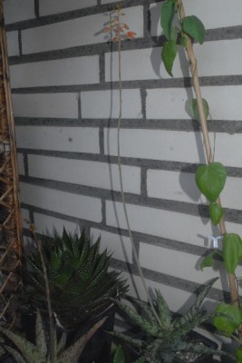Aloe15 037pp.jpg
