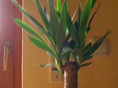 yucca.JPG