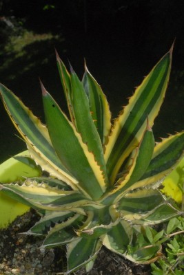 Agave15 001pp.jpg
