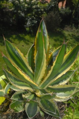 Agave15 002pp.jpg