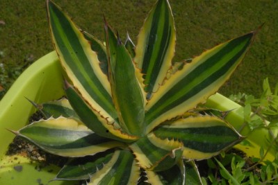 Agave15 003pp.jpg