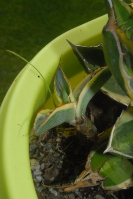 Agave15 004pp.jpg