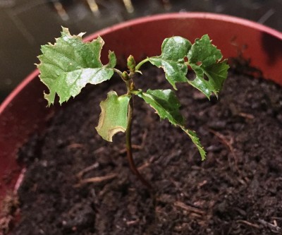 Green_2825.jpg