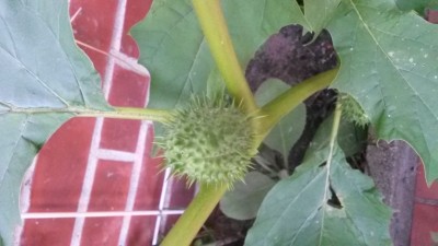 20150822_193204.jpg