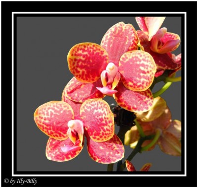 2015-08-17_Phalaenopsis Little Tiger.jpg