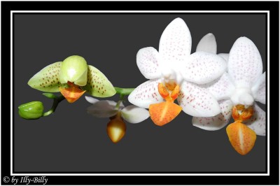 2015-08-27_Phalaenopsis Mini Mark_2.jpg