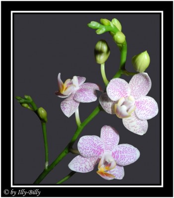 2015-08-25_Phalaenopsis Pink Moondust.jpg