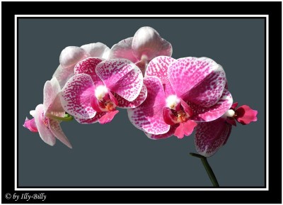 2015-08-17_Phalaenopsis Multihybride pink-weiß gepunktet.jpg