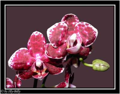 2015-08-27_Phalaenopsis Multihybride dunkelpink gepunktet_2.jpg