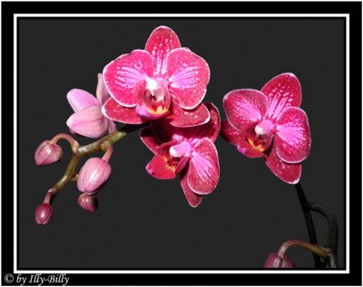 2015-08-27_Phalaenopsis Multihybride dunkelpink-hellpink.jpg