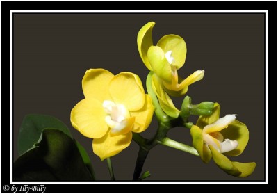 2015-08-27_Phalaenopsis Multihybride gelb.jpg